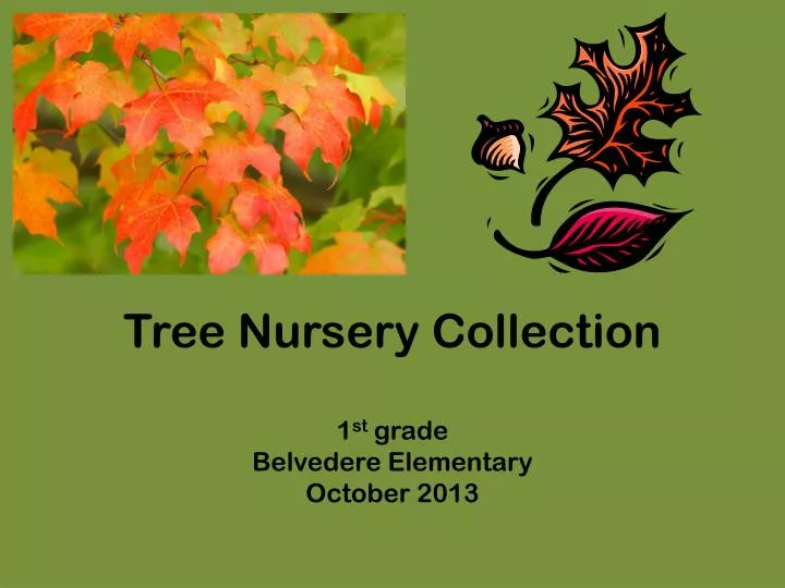 tree nursery collection 1 st grade belvedere elementary october 2013