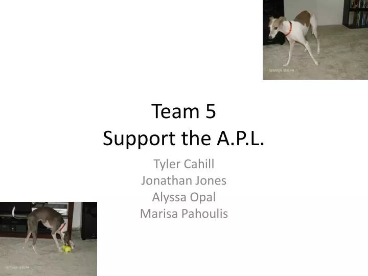 team 5 support the a p l