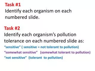 Task #1 Identify each organism on each numbered slide.