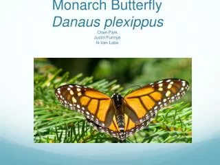 Monarch Butterfly Danaus plexippus Chan Park Justin Funnye Ili-Van Lobo