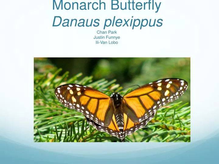 monarch butterfly danaus plexippus chan park justin funnye ili van lobo