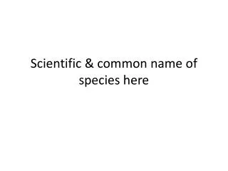 Scientific &amp; common name of species here