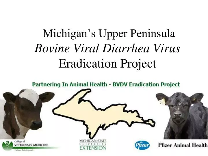 michigan s upper peninsula bovine viral diarrhea virus eradication project