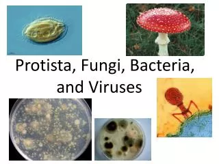 Protista , Fungi, Bacteria, and Viruses