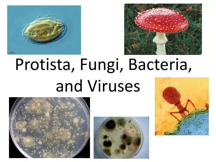 protista fungi bacteria and viruses
