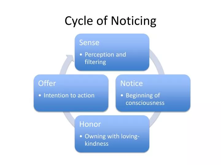 cycle of noticing