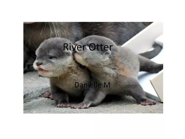 river otter