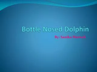 Bottle N osed Dolphin