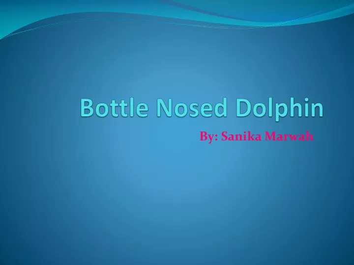bottle n osed dolphin