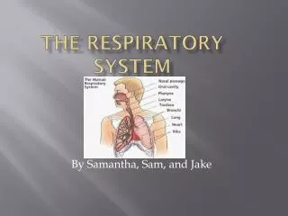 The Respiratory S ystem
