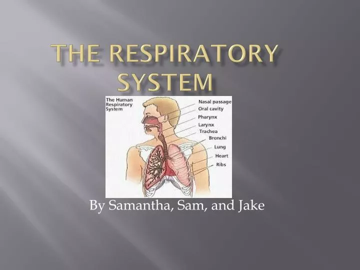 the respiratory s ystem