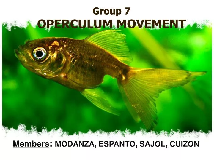 group 7 operculum movement