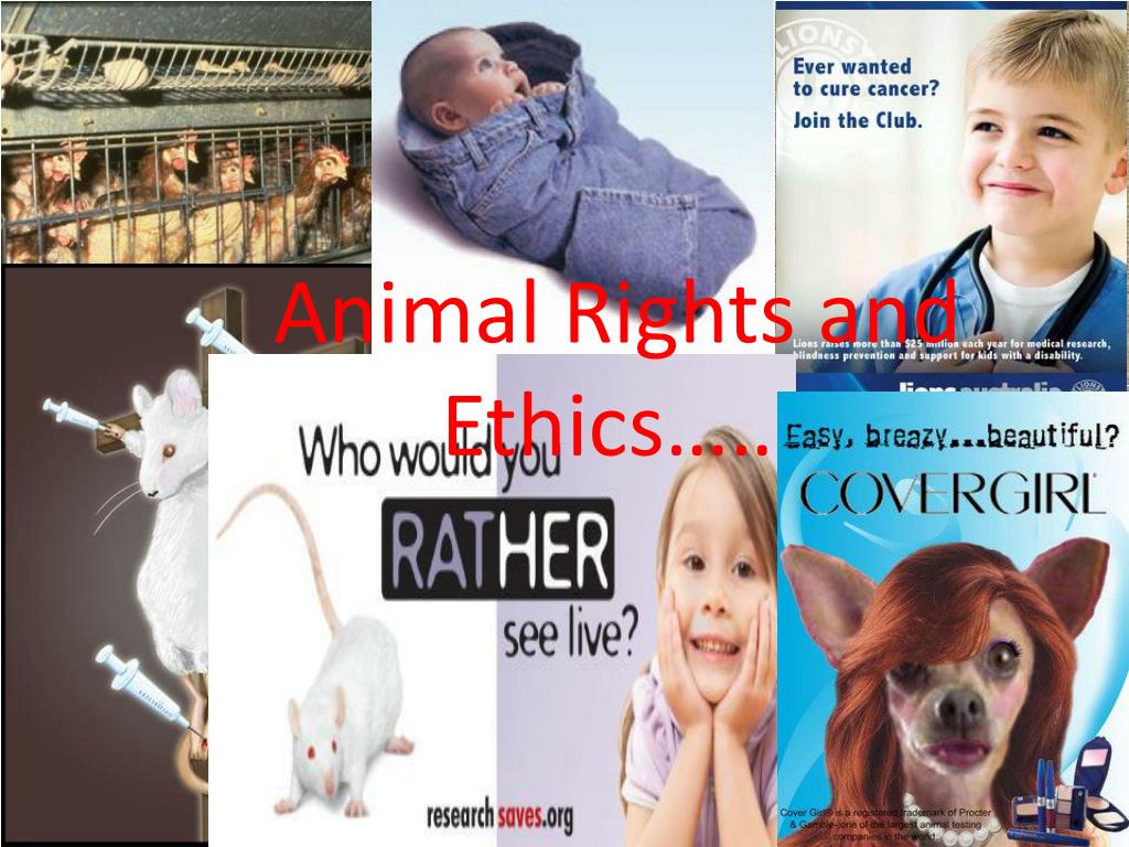 PPT - Animal Rights and Ethics…… PowerPoint Presentation, free download ...