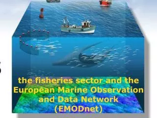 the fisheries sector and the European Marine Observation and Data Network ( EMODnet )