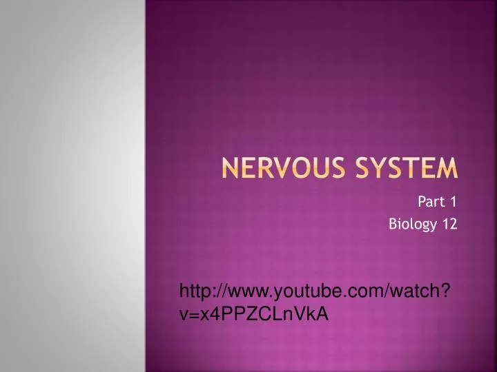 nervous system