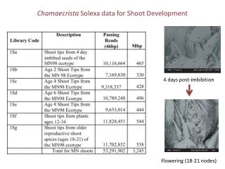 Chamaecrista Solexa data for Shoot Development