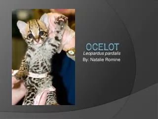 Ocelot