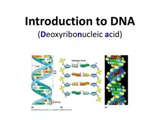 Introduction to DNA ( D eoxyribo n ucleic a cid)