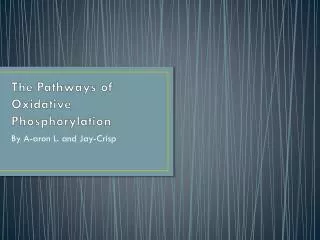 The Pathways of Oxidative Phosphorylation