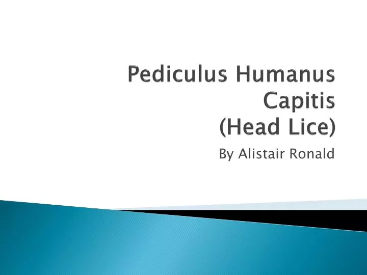 pediculus humanus capitis head lice