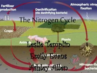 The Nitrogen Cycle