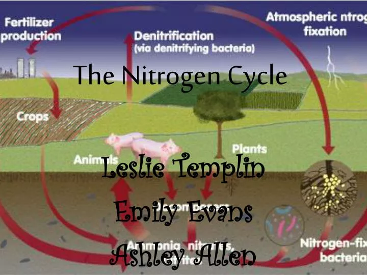 the nitrogen cycle