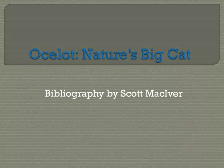 ocelot nature s big cat