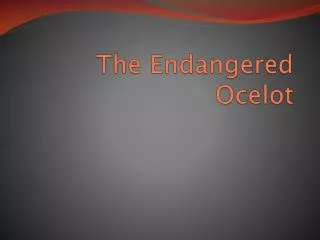 The Endangered Ocelot
