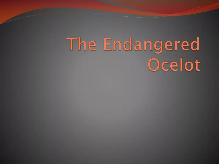 the endangered ocelot