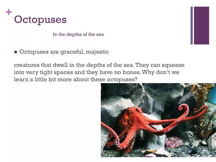 octopuses in the depths of the sea