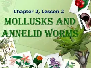 Mollusks and Annelid Worms