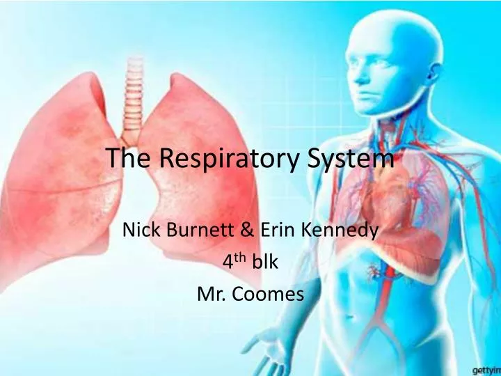 the respiratory system