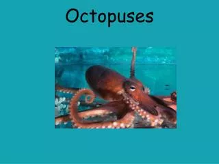 Octopuses