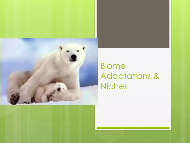biome adaptations niches