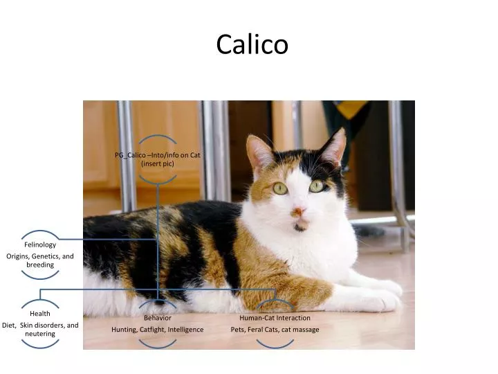 calico