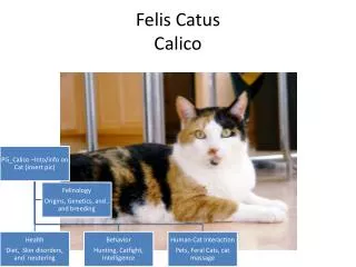 Felis Catus Calico