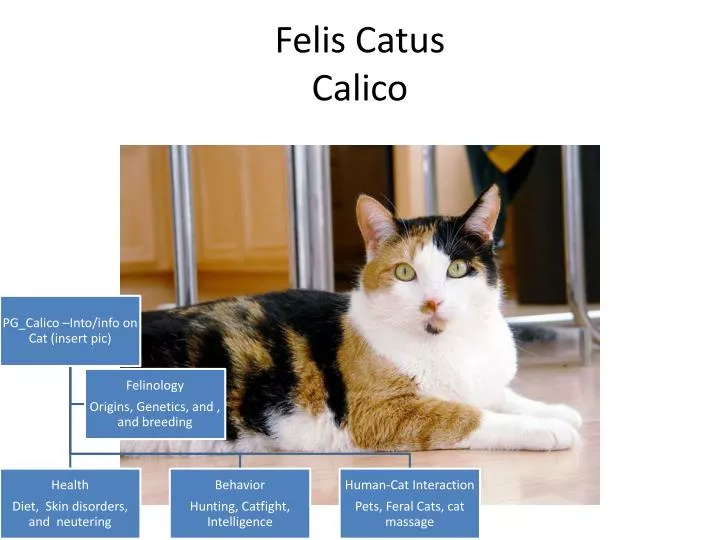 felis catus calico