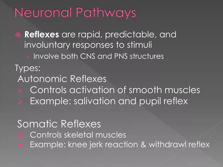 neuronal pathways