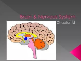 Brain &amp; Nervous System