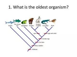 1. What is the oldest organism?