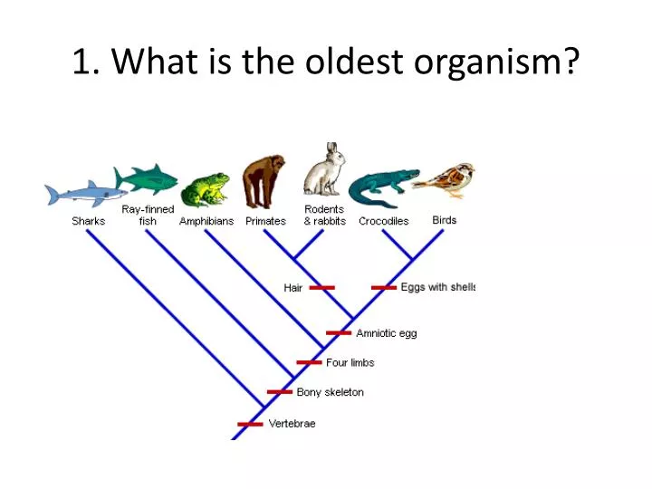 1 what is the oldest organism
