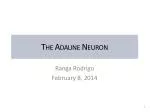 The Adaline Neuron - slide 1