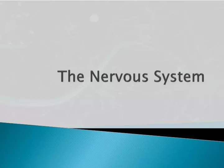 the nervous system