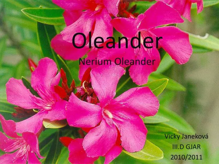 oleander nerium oleander