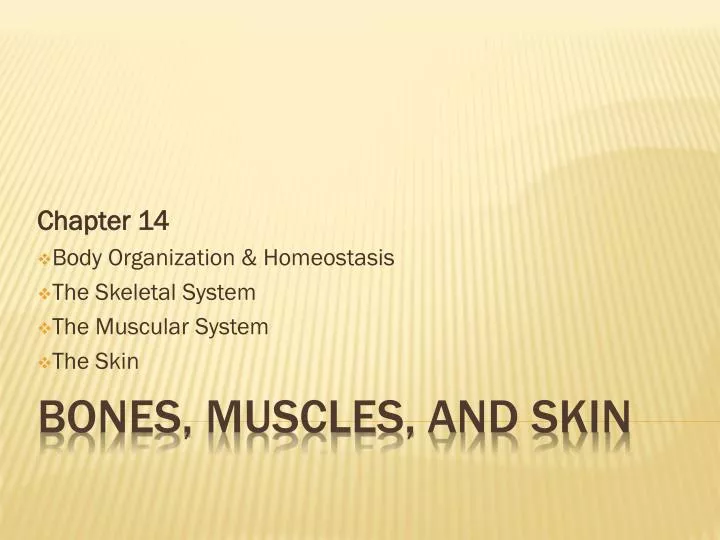 chapter 14 body organization homeostasis the skeletal system the muscular system the skin