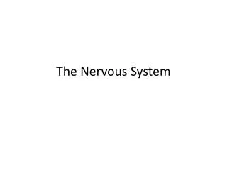 the nervous system