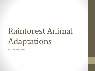 Rainforest Animal Adaptations