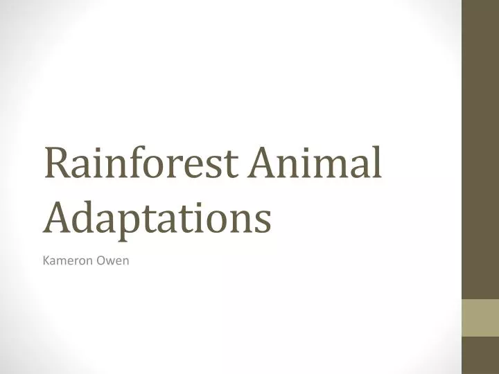 rainforest animal adaptations