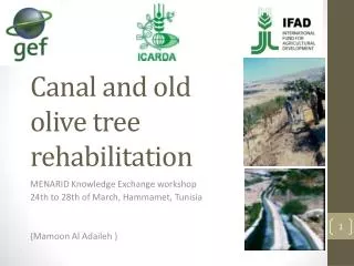 Canal and old olive tree rehabilitation