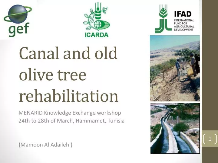 canal and old olive tree rehabilitation